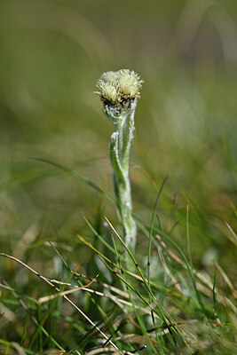 BUITEN BEELD Foto: 444775