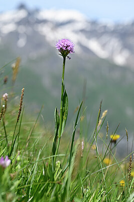 BUITEN BEELD Foto: 444780
