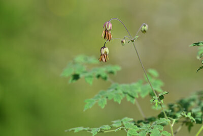 BUITEN BEELD Foto: 444784