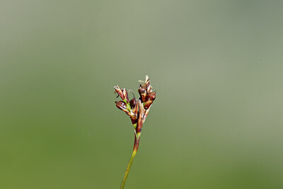 BUITEN BEELD Foto: 444785