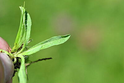 BUITEN BEELD Foto: 444787