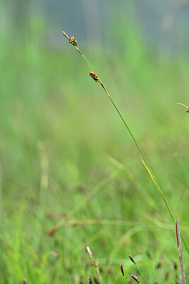 BUITEN BEELD Foto: 444789