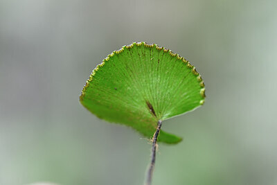 BUITEN BEELD Foto: 444796
