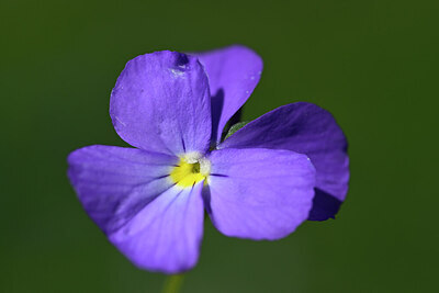 BUITEN BEELD Foto: 444802