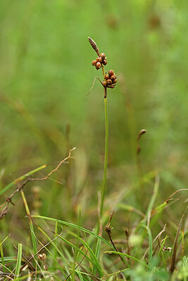 BUITEN BEELD Foto: 444809