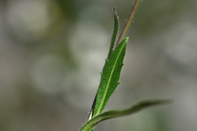BUITEN BEELD Foto: 444811