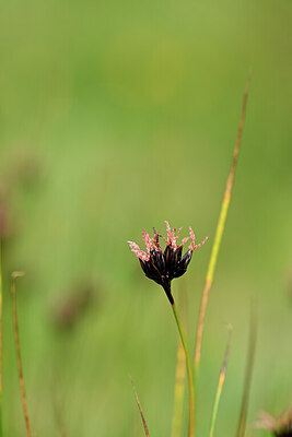 BUITEN BEELD Foto: 444813