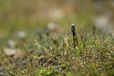 BUITEN BEELD Foto: 444816