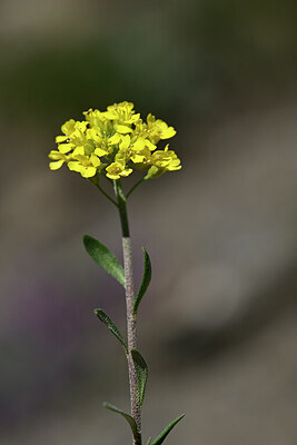 BUITEN BEELD Foto: 444820