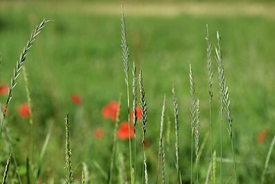 BUITEN BEELD Foto: 444822
