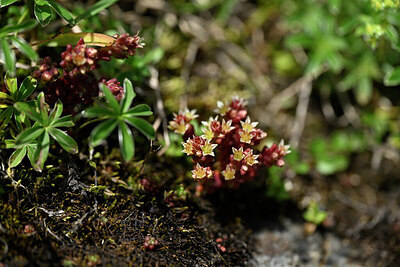 BUITEN BEELD Foto: 444823