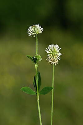 BUITEN BEELD Foto: 444824