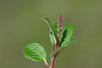 BUITEN BEELD Foto: 444826