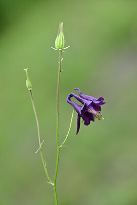 BUITEN BEELD Foto: 444828