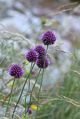 BUITEN BEELD Foto: 444829
