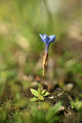 BUITEN BEELD Foto: 444834