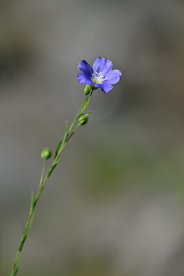 BUITEN BEELD Foto: 444835