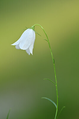 BUITEN BEELD Foto: 444836