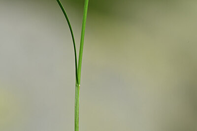 BUITEN BEELD Foto: 444838