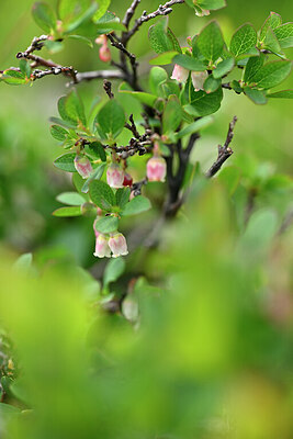 BUITEN BEELD Foto: 444840