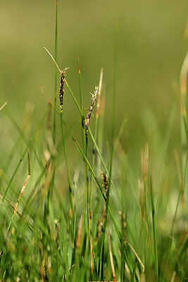 BUITEN BEELD Foto: 444841