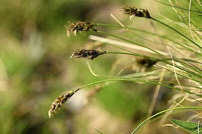 BUITEN BEELD Foto: 444844