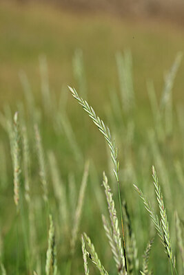 BUITEN BEELD Foto: 444846
