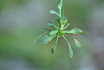 BUITEN BEELD Foto: 444847