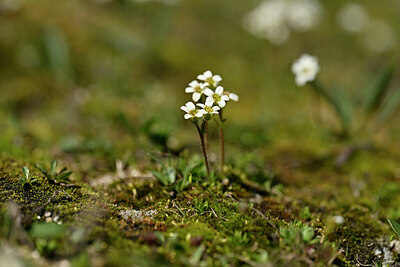 BUITEN BEELD Foto: 444848