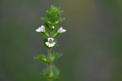 BUITEN BEELD Foto: 444849