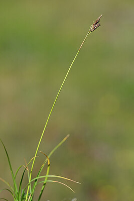 BUITEN BEELD Foto: 444854