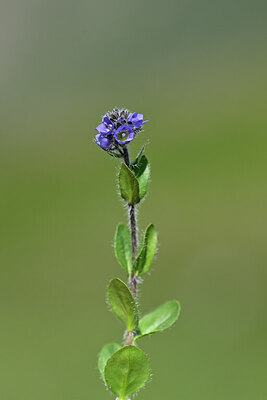 BUITEN BEELD Foto: 444855
