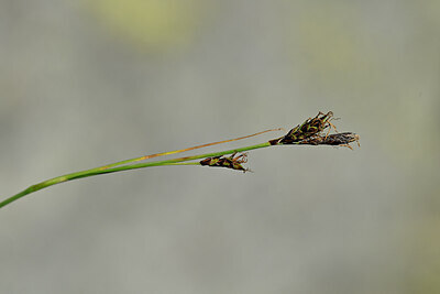 BUITEN BEELD Foto: 444856