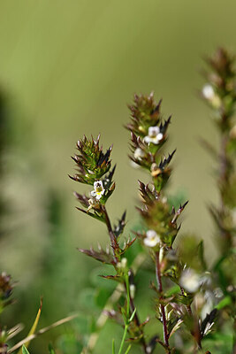 BUITEN BEELD Foto: 444858