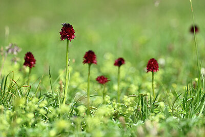 BUITEN BEELD Foto: 444859