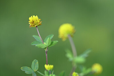 BUITEN BEELD Foto: 444860