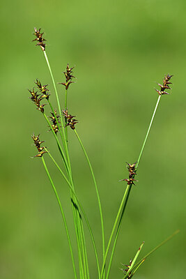 BUITEN BEELD Foto: 444862
