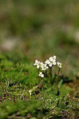 BUITEN BEELD Foto: 444864