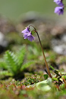 BUITEN BEELD Foto: 444865