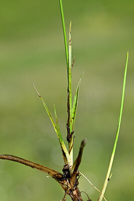 BUITEN BEELD Foto: 444866
