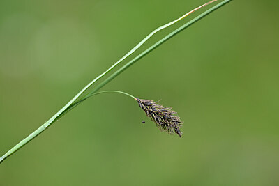 BUITEN BEELD Foto: 444867