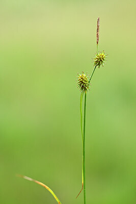 BUITEN BEELD Foto: 444868