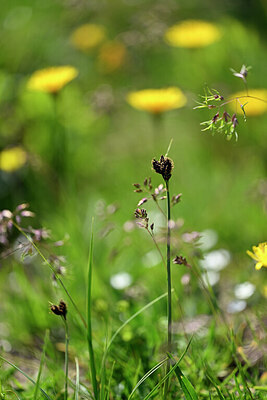 BUITEN BEELD Foto: 444871