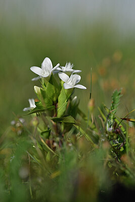 BUITEN BEELD Foto: 444874