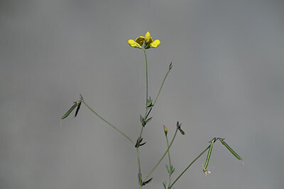 BUITEN BEELD Foto: 444876