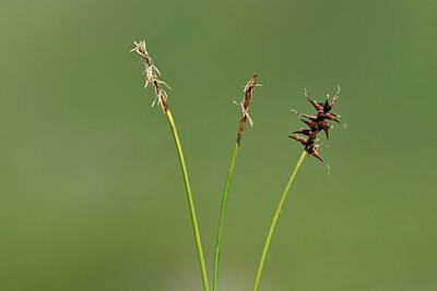 BUITEN BEELD Foto: 444878