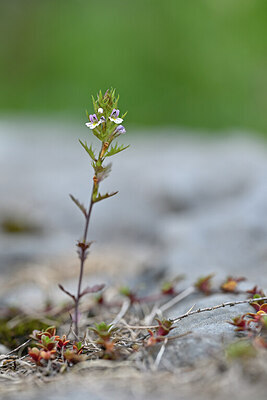 BUITEN BEELD Foto: 444880