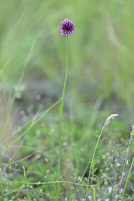 BUITEN BEELD Foto: 444884