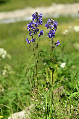 BUITEN BEELD Foto: 444885