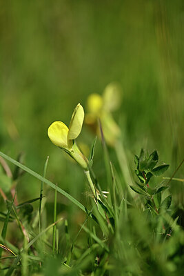 BUITEN BEELD Foto: 444887